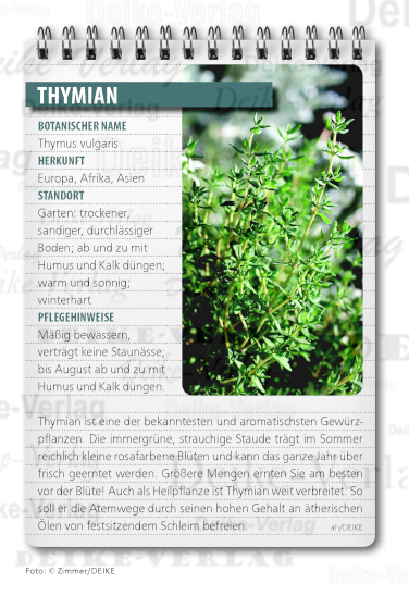 Garten & Pflanzen: Thymian