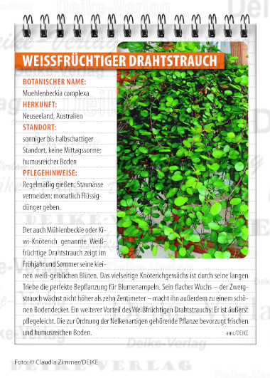 Garten und Pflanzen: Drahtstrauch