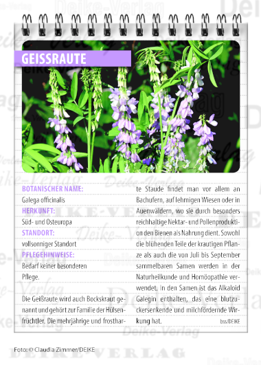 Garten und Pflanzen: Geißraute 