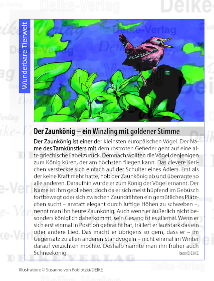 Der Zaunkönig