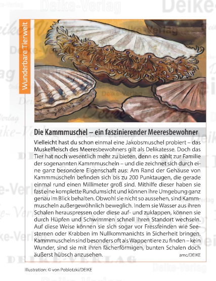 Die Kammmuschel – ein faszinierender Meeresbewohner