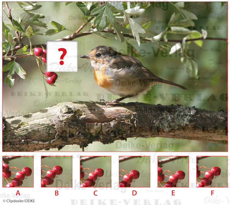 Rotkelchen - Ausschnitträtsel