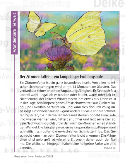 Der Zitronenfalter – ein langlebiger Frühlingsbote