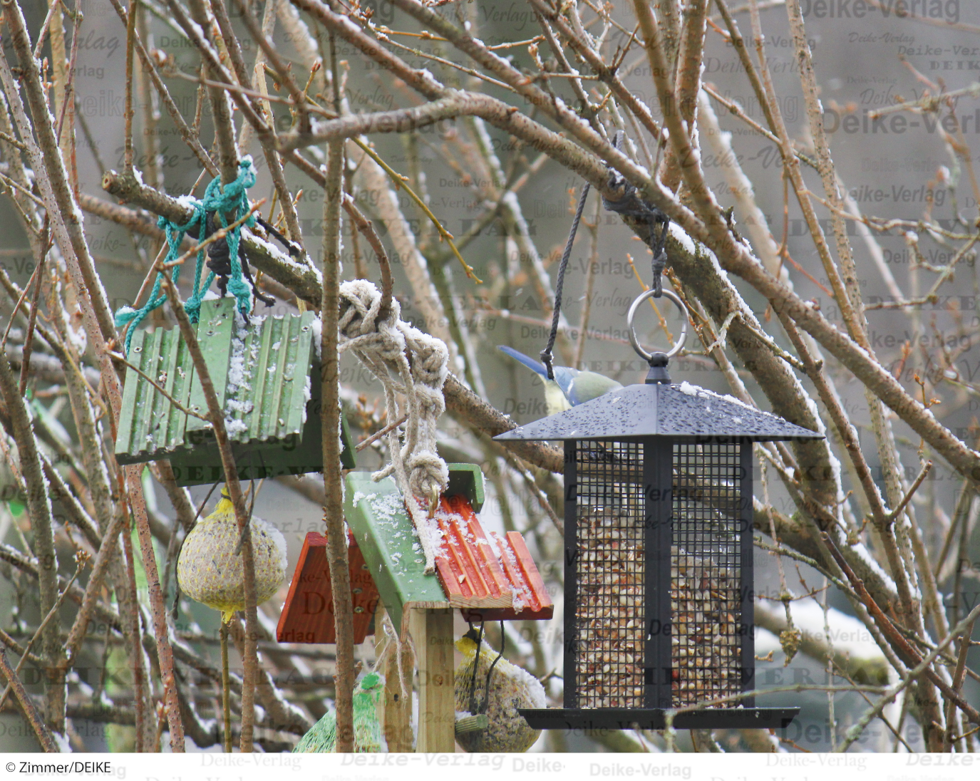 Vögel im Winter