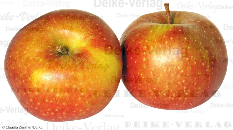 Äpfel