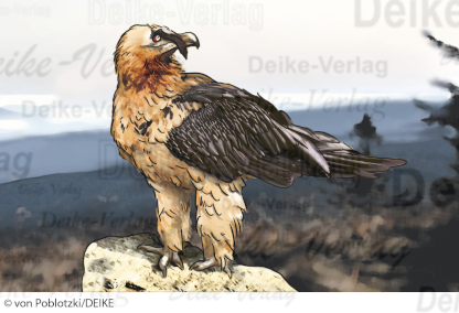 Der Bartgeier