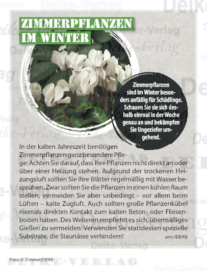 Zimmerpflanzen im Winter