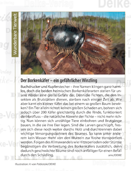 Der Borkenkäfer - ein gefährlicher Winzling
