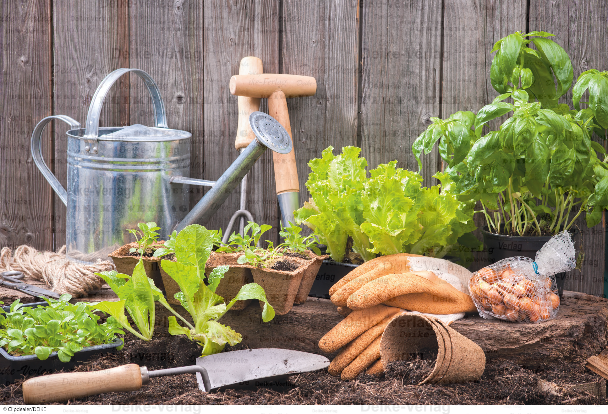 Sommergarten mit Salat