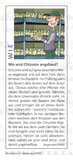 Wie wird Chicorée angebaut?