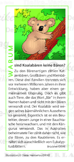 Warum sind Koalabären keine Bären?