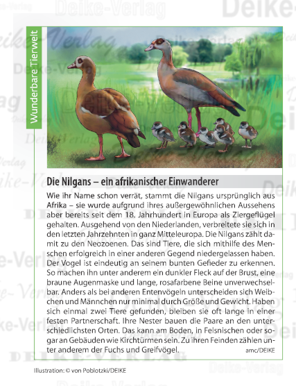 Die Nilgans – ein afrikanischer Einwanderer