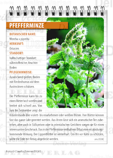Garten und Pflanzen: Pfefferminze