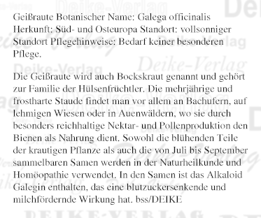 Garten und Pflanzen: Geißraute  