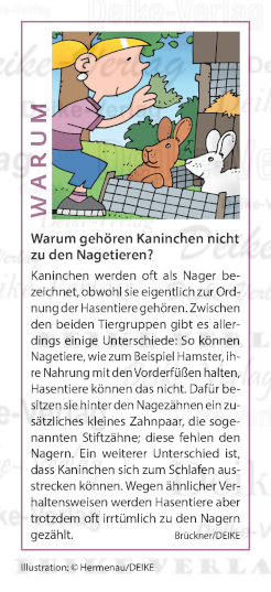 Warum gehören Kaninchen nicht zu den Nagetieren?