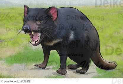 Der Tasmanische Teufel