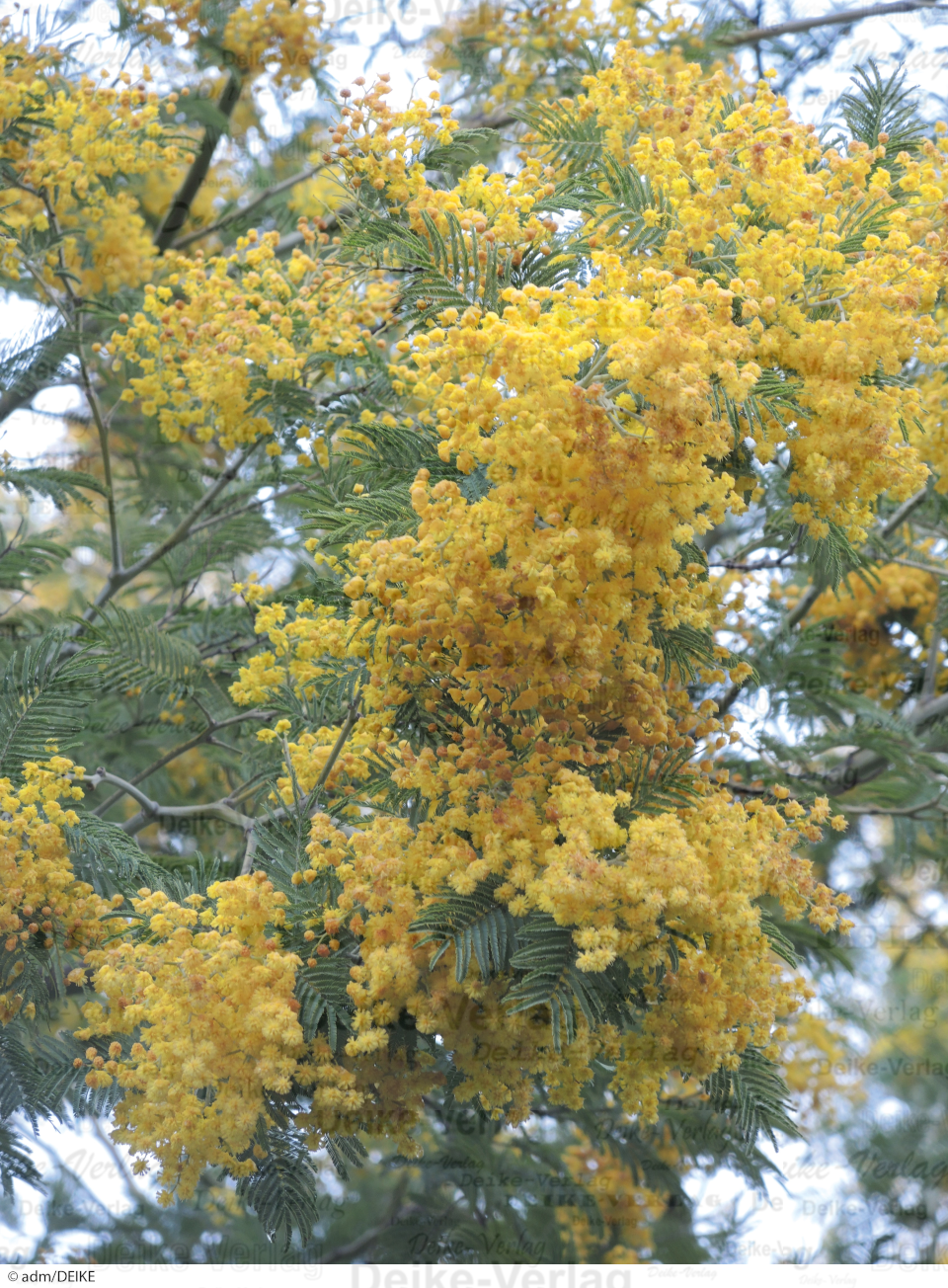 Mimosen