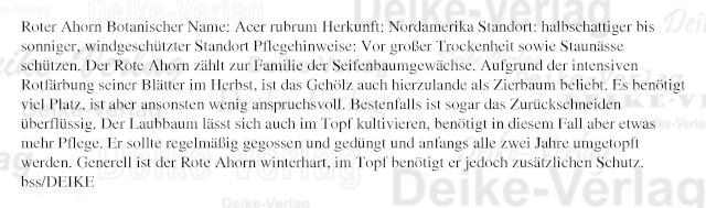 Garten und Pflanzen: Roter Ahorn