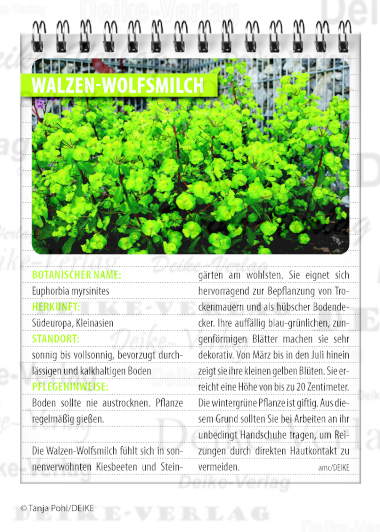 Garten und Pflanzen: Walzen Wolfsmilch