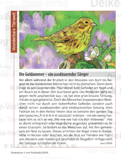 Der Goldammer