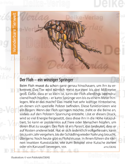 Der Floh