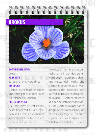 Krokus