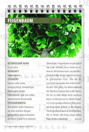 Feigenbaum