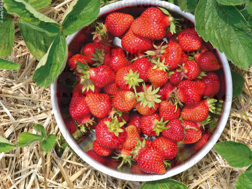 Erdbeeren
