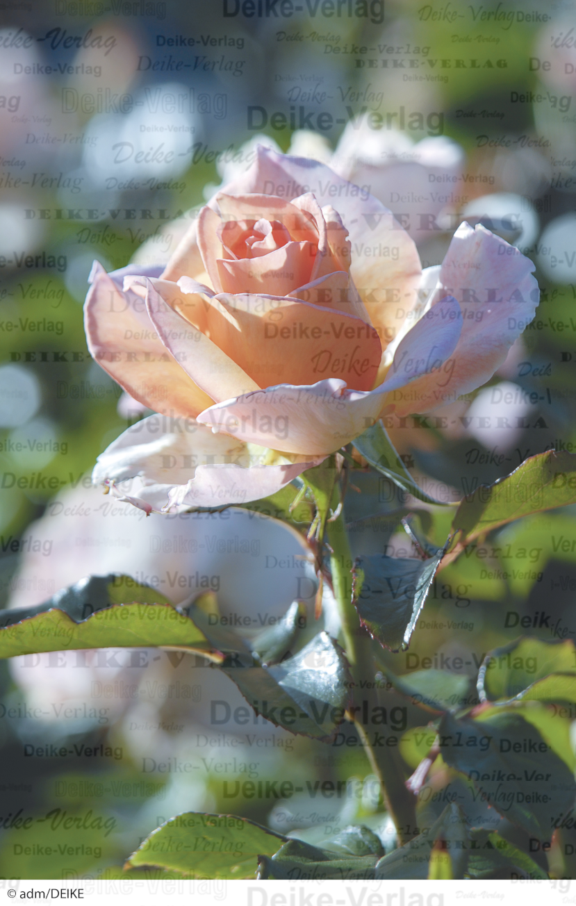 Rose 