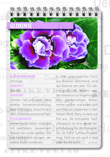 Gloxinie