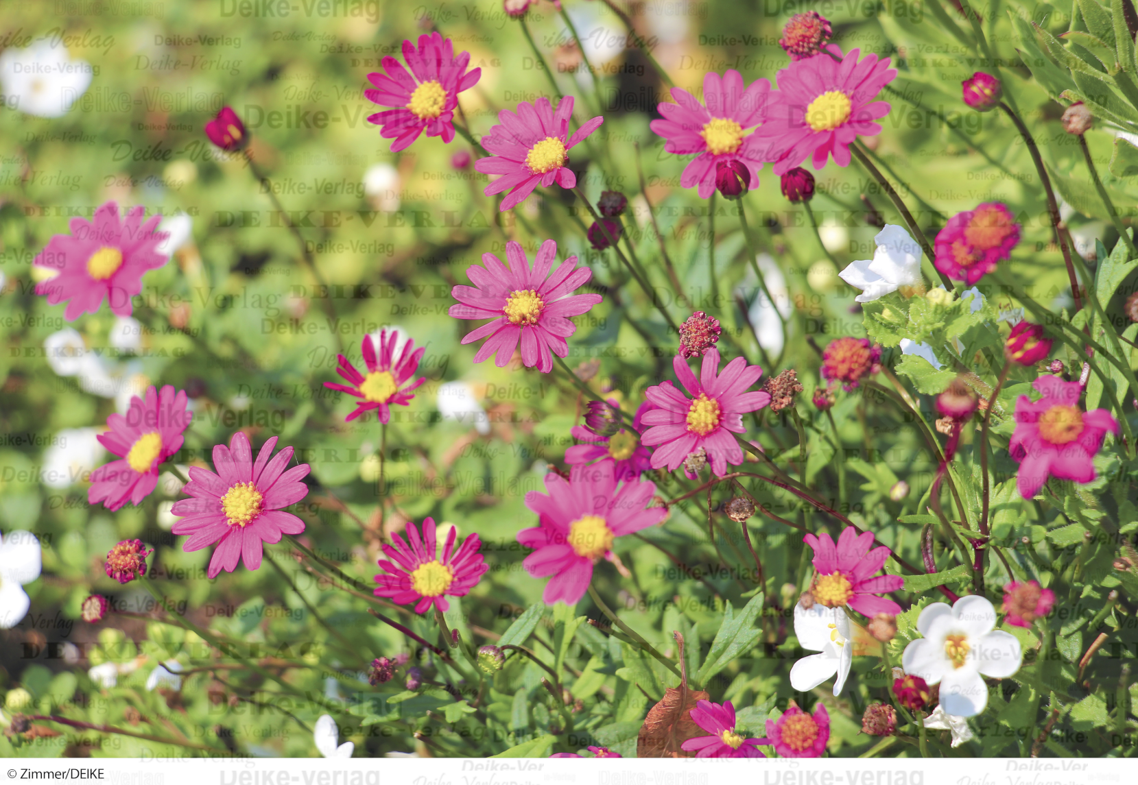 Blumenwiese