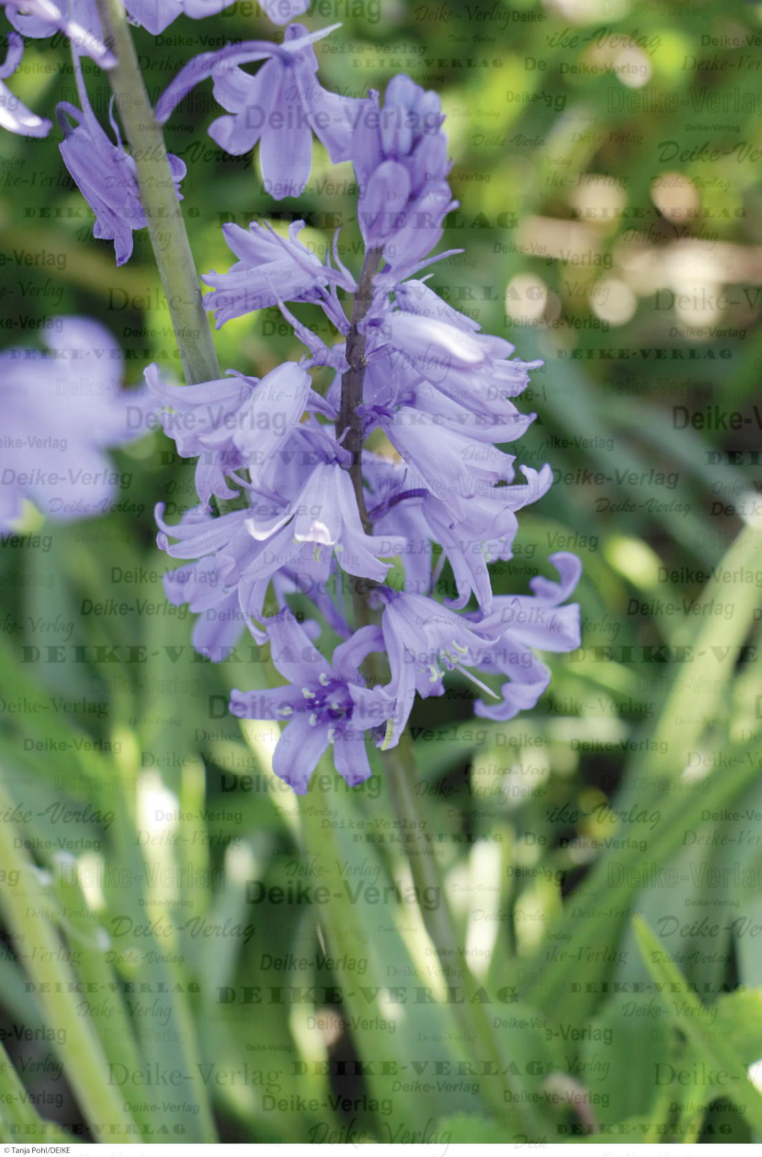 Spanisches Hasenglöckchen 