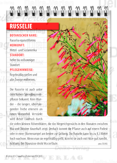 Garten und Pflanzen: Russelie