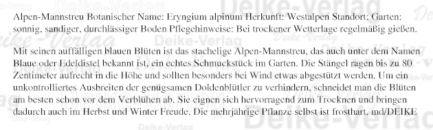 Garten und Pflanzen: Alpen-Mannstreu