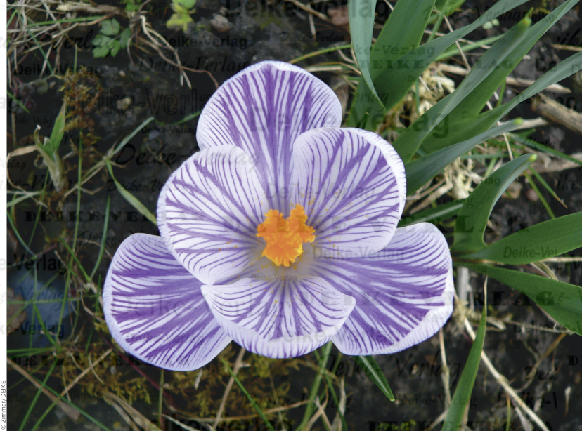 Krokus
