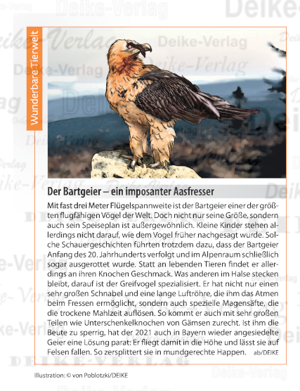 Der Bartgeier