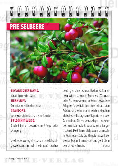 Garten und Pflanzen: Preiselbeere