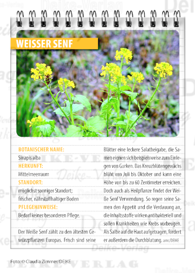 Garten und Pflanzen: Weißer Senf