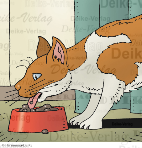 Katze