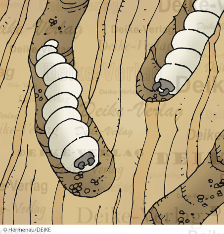 Holzwurm-Larve