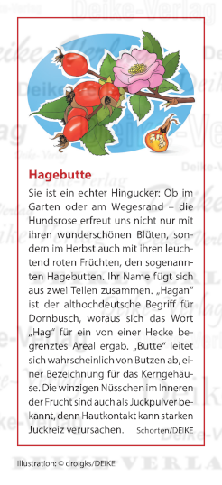 Hagebutte