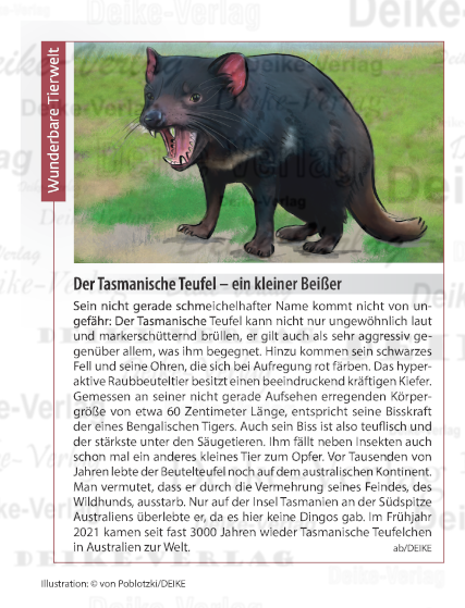Der Tasmanische Teufel – ein kleiner Beißer