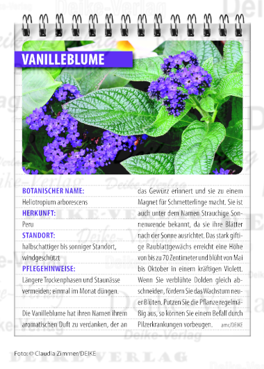 Garten und Pflanzen: Vanilleblume
