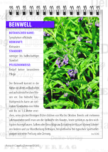 Garten und Pflanzen: Beinwell