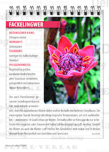 Fackelingwer