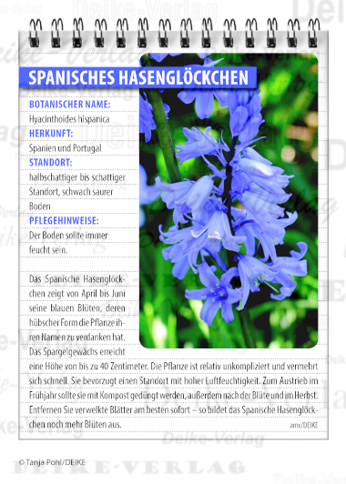 Garten und Pflanzen: Spanisches Hasenglöckchen