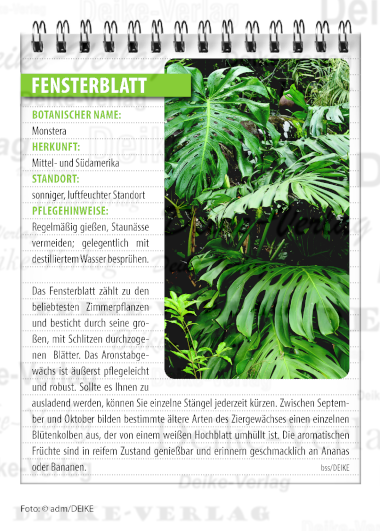 Garten und Pflanzen: Fensterblatt
