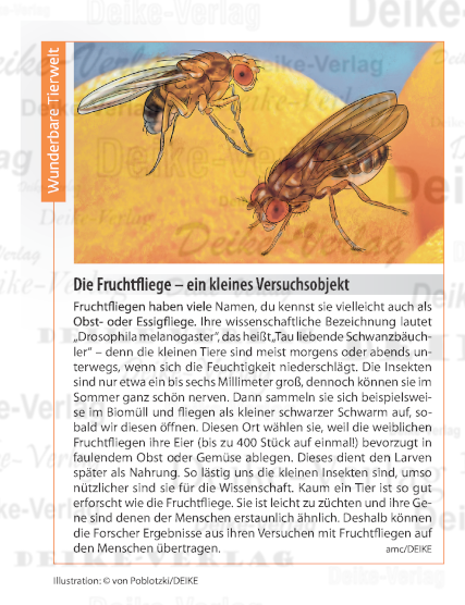 Die Fruchtfliege – ein kleines Versuchsobjekt