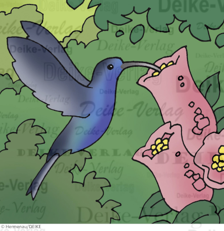 Kolibri