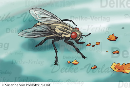 Die Stubenfliege